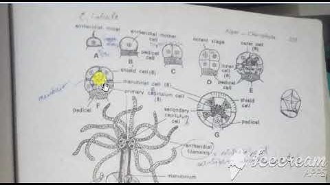 Bsc Part 2. Botany. Division Charophyta(Life cycle of Chara)