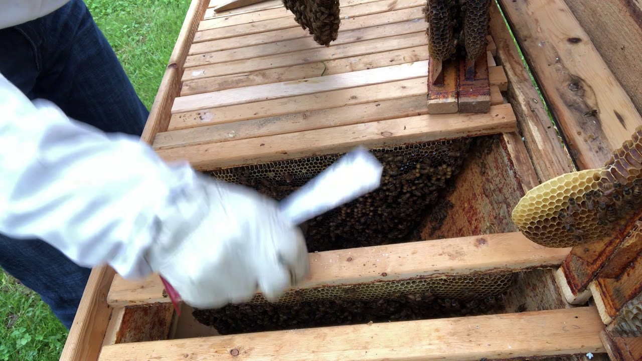Top Bar Hive Inspection 1 Month after Installing now at 15 bars