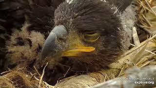 Decorah Eagles - North Nest 30.04.2024