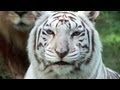 Tigres blancs  cruaut pas conservation