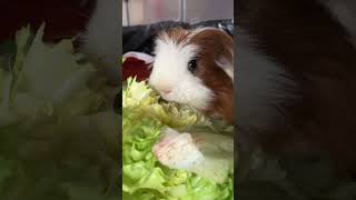 Cute Guinea pig Fergus eating lettuce 🥬