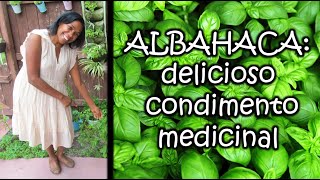 ALBAHACA: delicioso condimento medicinal por Nely Helena Acosta Carrillo