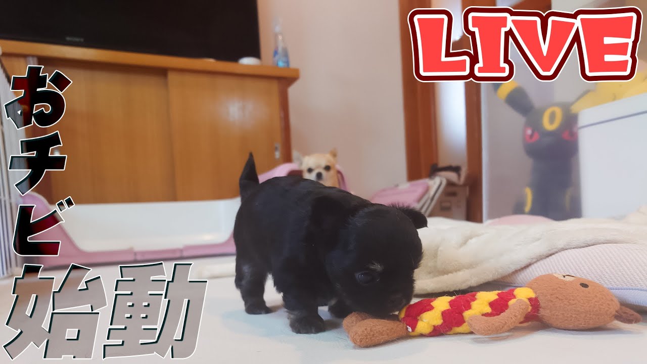 オーダーページ パネル 仲良し三兄弟 チワワ 2/8 オーダーページ パネル 仲良し三兄弟 チワワ 2/8