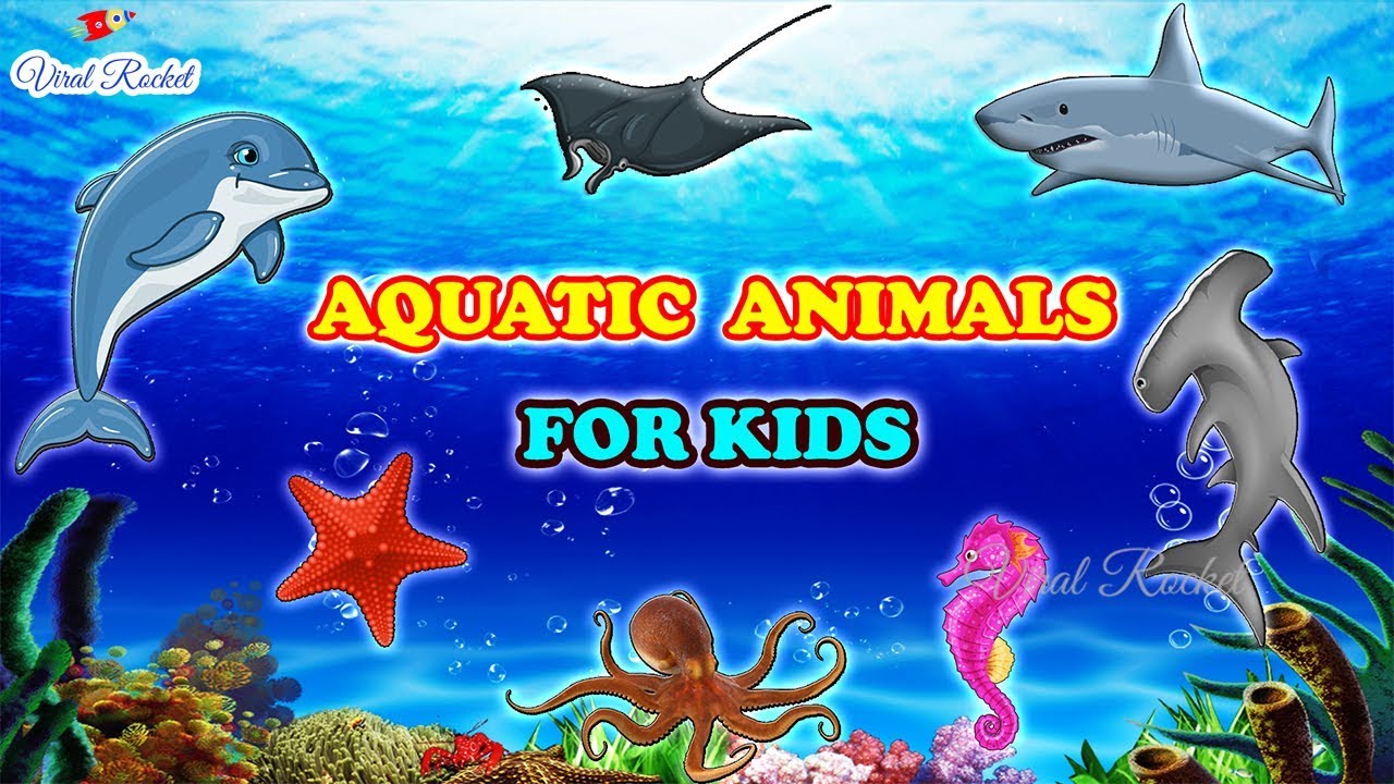 Learn Aquatic Animals for Children || Water Animals for Kids || Aquatic  Animals Names and Pictures - YouTube