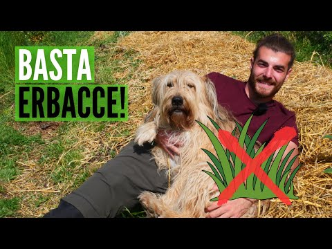 Video: Il pacciame deve essere scavato?