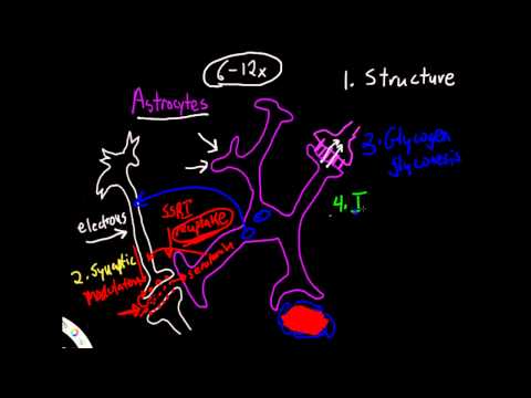 Video: Astrocyte - Slovník Lékařských Pojmů