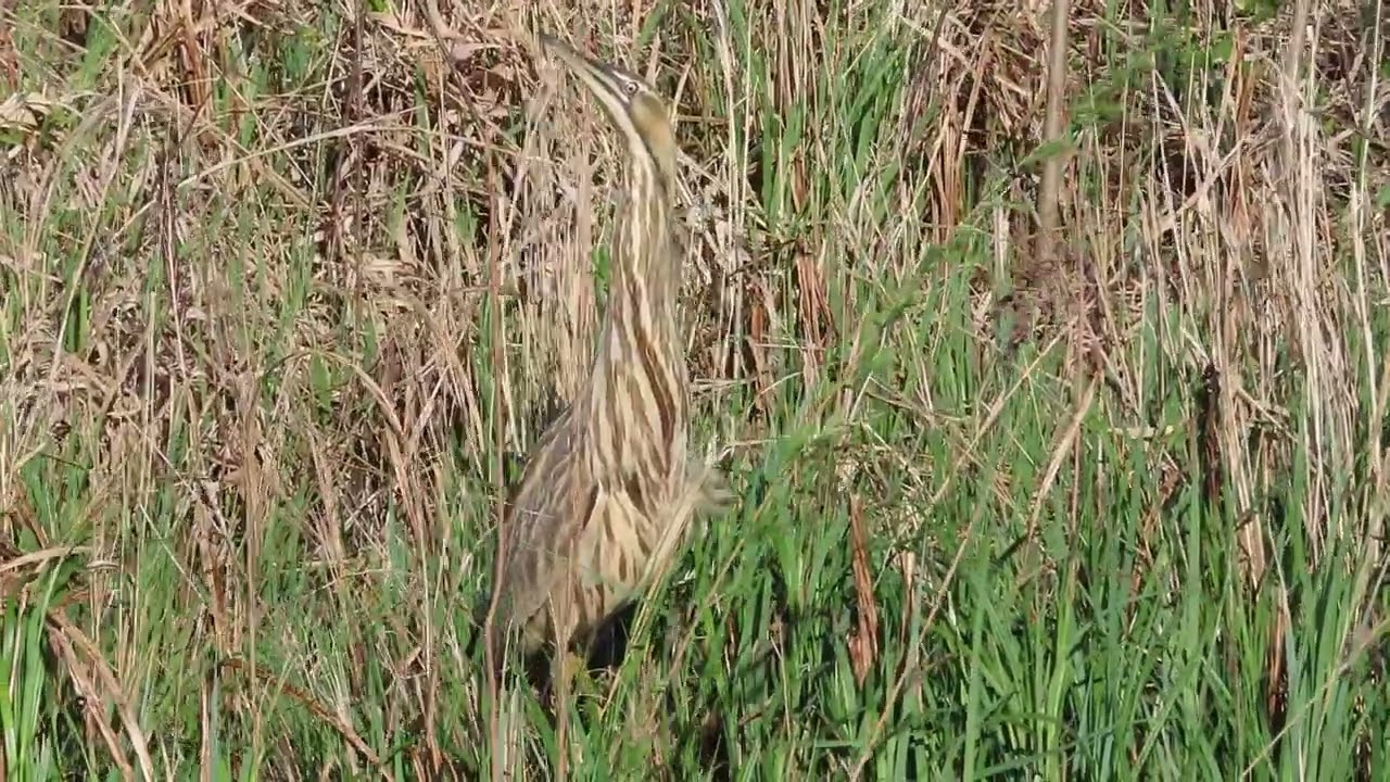 American Bittern (Botaurus lentiginosus)
