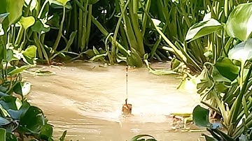 câu cá ở con kênh đầy lục bình được cái nhiều cá nhưng cá không đươc to