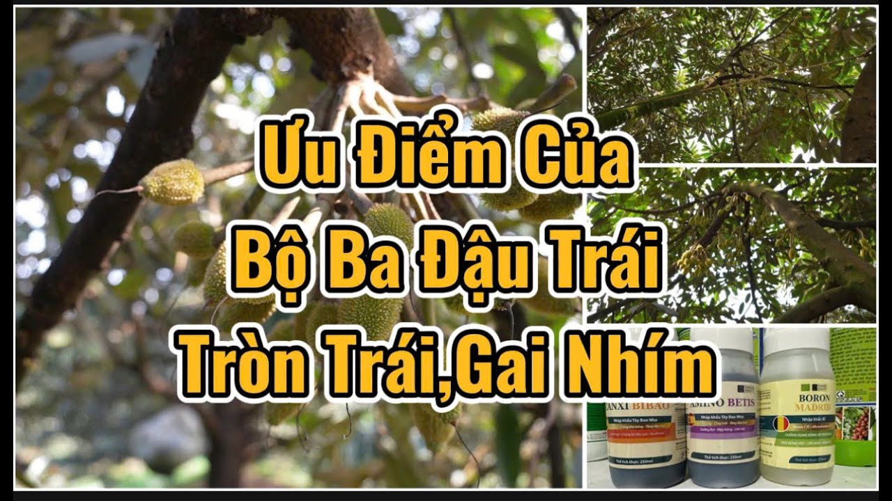 Ưu Điểm của bộ ba Đậu Trái Tròn Trái Gai Nhím khi phun giai đoạn trước và sau khi xổ nhụy