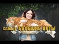 Самые Большие Породы Кошек. Коты - гиганты.