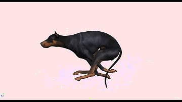 Dog rig animation test