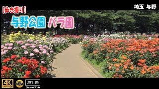 【歩き撮り】🌹2024春 与野公園 バラ園@埼玉 与野 ４K  (21:9)  Saitama walking video