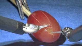daVinci Surgical System -  Surgery on a grape