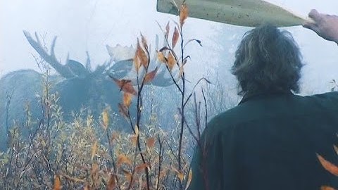 Close Encounter with a Monster Moose