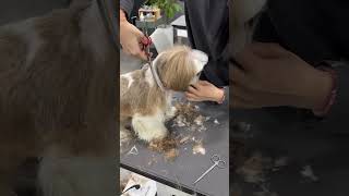 SHIHTZU GETTING SURPRISE GROOMING AND STYLING ☺ #dog #cutedog #puppy #shortsvideo #pets #love