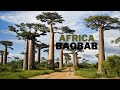 The Baobab: Africa’s Tree of Life🌲