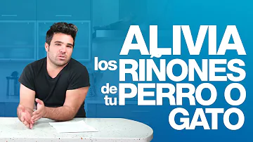 ¿Cómo se fortalecen los riñones de un perro?