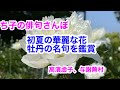 【俳句さんぽ。第12回】初心者にもわかりやすい俳句鑑賞。花の王、牡丹の華麗な高浜虚子と与謝蕪村の名句をご紹介します。#俳句#俳句鑑賞#俳句朗読