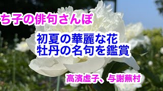 【俳句さんぽ。第12回】初心者にもわかりやすい俳句鑑賞。花の王、牡丹の華麗な高浜虚子と与謝蕪村の名句をご紹介します。#俳句#俳句鑑賞#俳句朗読