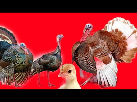 Video: Cómo criar una paloma sin pareja: 9 pasos (con imágenes)