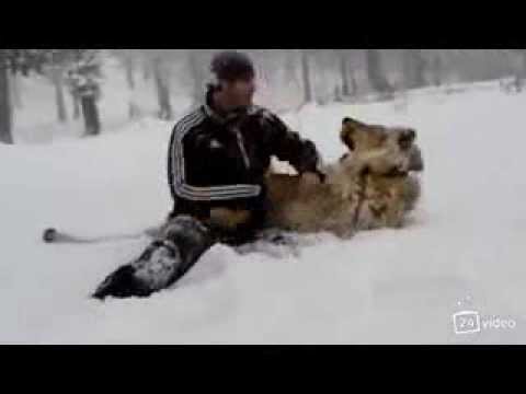 Russian guy has a pet lion