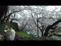 my golden years travel cherry blossom season imperial palace area 5 april 2016 part 1