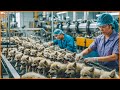 Processing workers 10 million wolves in the factory  modern food technology processing machine