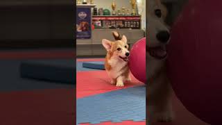 Odri — Cute Welsh Corgi Pembroke Girl by Lapa.shop: Pedigree Pets for You 57 views 8 days ago 1 minute, 30 seconds