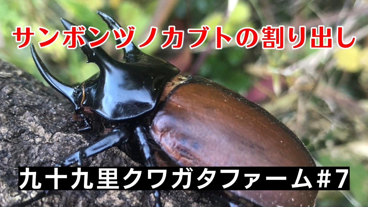 サンボンヅノカブトの割り出し　九十九里クワガタファーム　#7　#カブトムシ #クワガタ #カブトムシ飼育 #サンボンヅノカブト #サンボンツノカブト