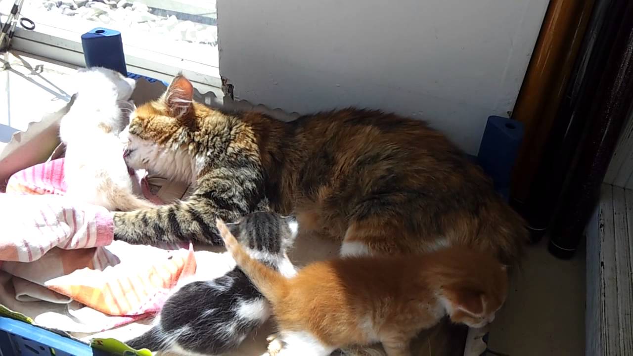 Anne kedi ve yavruları ikoş YouTube
