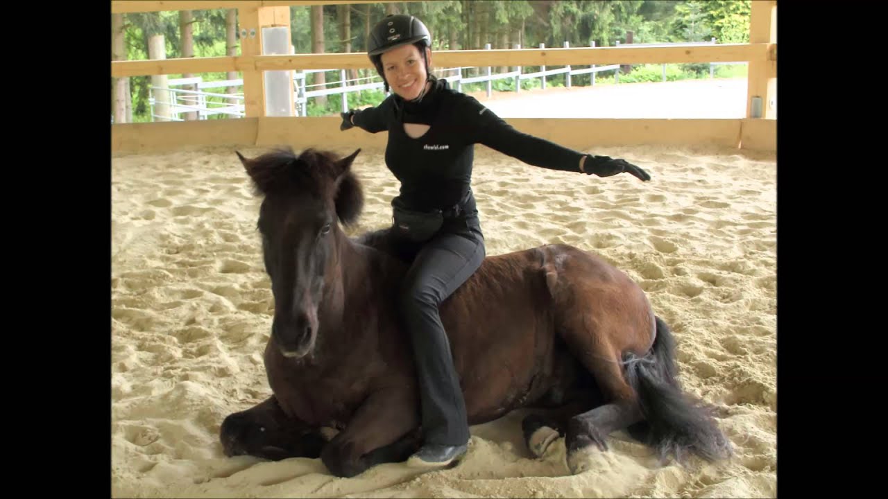 Showisi - Liberty dressage and circus tricks with experienced and young horse