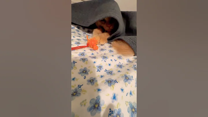 Video 7017701: mainecoon catlover kitty, mainecoon cats catlover