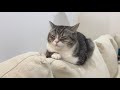 納豆を食べたあとの息を吐いたら猫がまさかのこうなっちゃいましたw