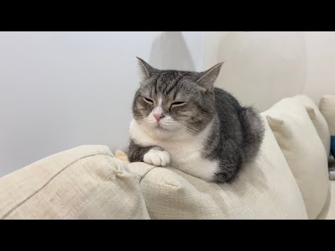 納豆を食べたあとの息を吐いたら猫がまさかのこうなっちゃいましたw