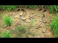 Very Lucky Fishing! Found &amp; Catching Many Many Fishes in Rice Field When Water Recede