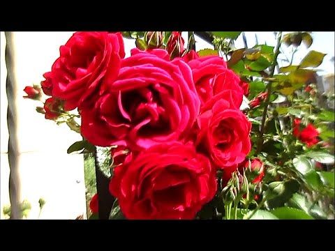 KIRMIZI GÜLLER Red roses Bahçemizde  İzmir2021