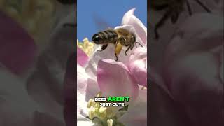 Bees: Why Your Garden Needs Them and How to Help!