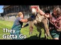 They GOTTA GO | A Big Family Homestead VLOG