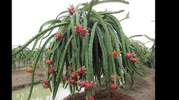 TUẦN 26 - KHỐI 4 -TLV:  LUYỆN TẬP XÂY DỰNG KẾT BÀI TRONG BÀI VĂN MIÊU TẢ CÂY CỐI