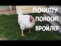 ПОЧЕМУ ПОНОСЯТ ЦЫПЛЯТА БРОЙЛЕРЫ, ЧТО ДЕЛАТЬ И ЧЕМ ЛЕЧИТЬ