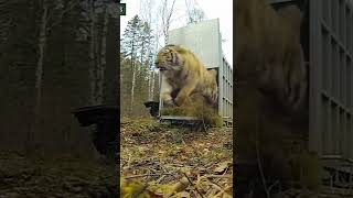 The Siberian Tiger Released From Canale 25 