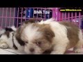 Shih Tzu, Puppies For Sale, In, Bellevue, Washington, WA, Yakima, Kitsap, Thurston, Clark, Spokane, Shih Tzu, Puppies For Sale, In, Bellevue, Washington, WA, Yakima, Kitsap, Thurston, Clark, Spokane,