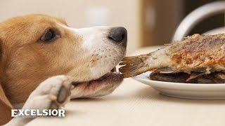 Carne de cordero A nueve jurar Cómo puedes matar a tu perro… sin querer - YouTube