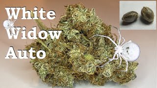 Auto-flower grow guide. Seed to dry weight White Widow Auto, from Crop King Seeds!