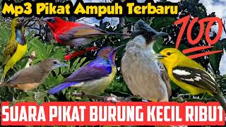 Suara Pikat Burung Kecil Ribut Terbaru, Kombinasi Sogon Dan Kutilang, Bikin Burung Liar Auto Emosi