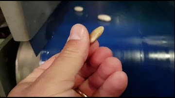 Discovery optical sorting machine for white beans | Raytec Vision