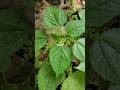 Laportea aestuans plant atau Jelatang si daun gatal #jelatang #laportea #laporteaaestuans #daungatal