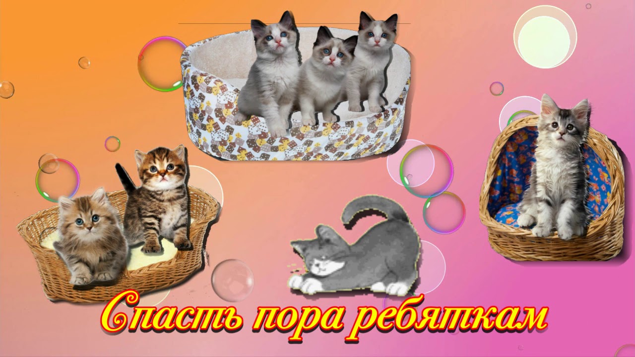 серенькая кошечка слушать