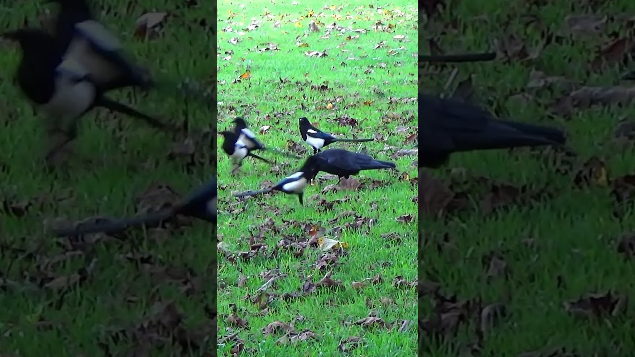Crow Under Siege By Magpie Horde / Park Crows 4K