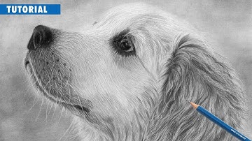 How to Draw a Realistic Golden Retriever Dog | Beginner Tutorial